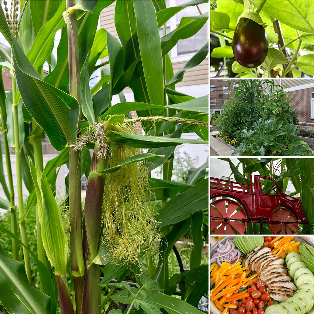 Sharon’s City Sanctuary Garden