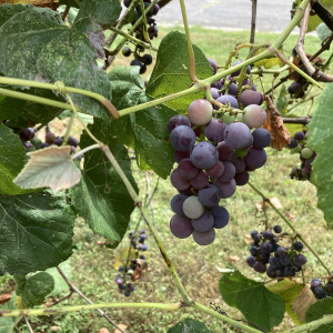 2022 photo by Lisa Carpenter of the historic grapevines bearing fruit at the Glen Foerd Community Garden.