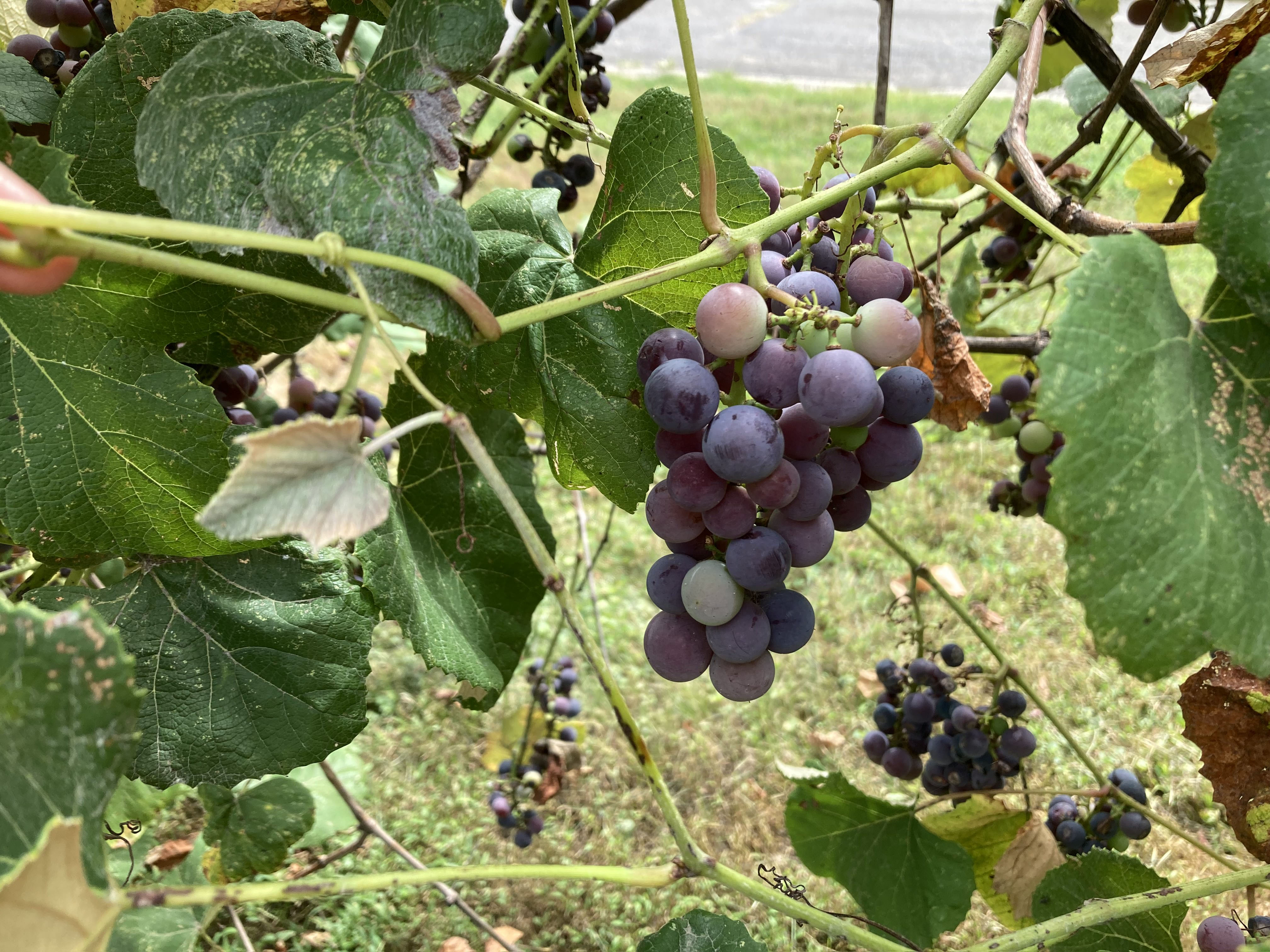 2022 photo by Lisa Carpenter of the historic grapevines bearing fruit at the Glen Foerd Community Garden.