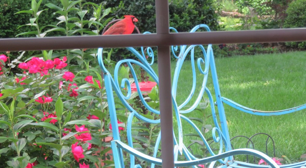 Cardinal perched on a garden bench at Miss Bloomers Butterfly Garden.