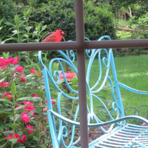 Cardinal perched on a garden bench at Miss Bloomers Butterfly Garden.