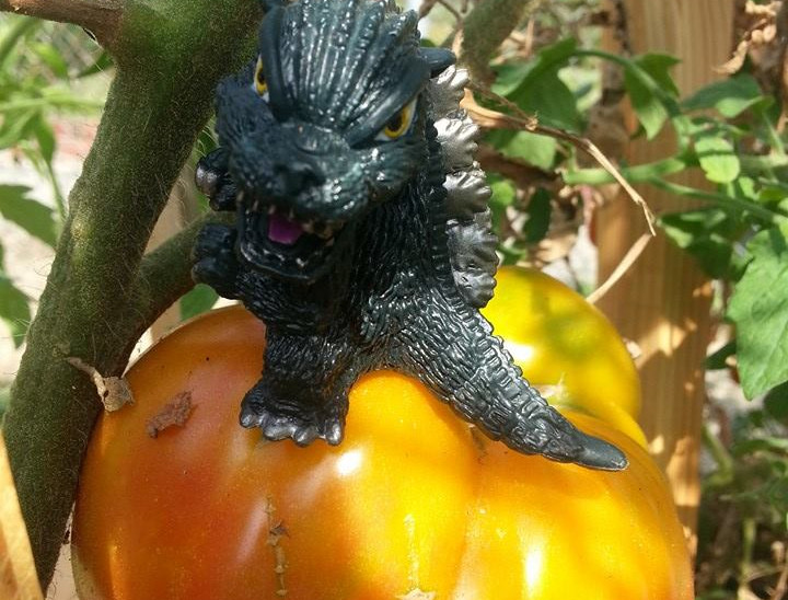 Tomatozilla!