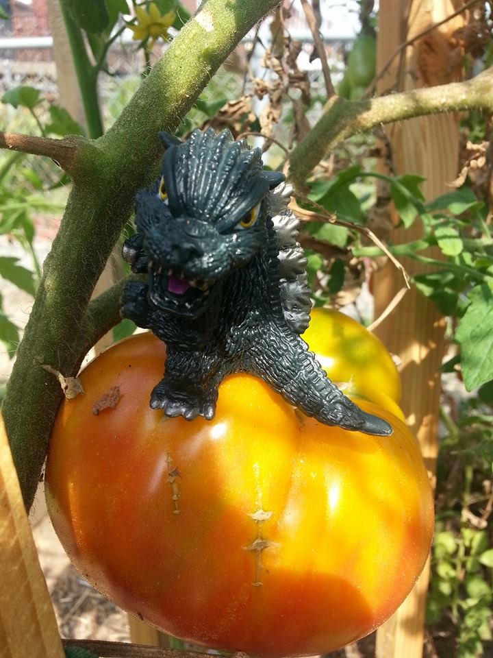 Tomatozilla!