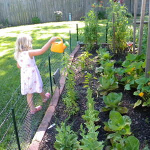 The garden harvest.