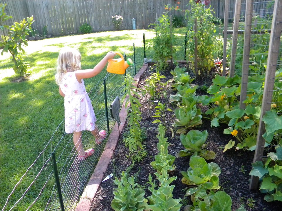 The garden harvest.