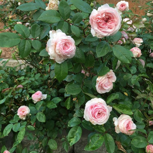 Red Clay Heals. 'Clotilde Soupert' roses