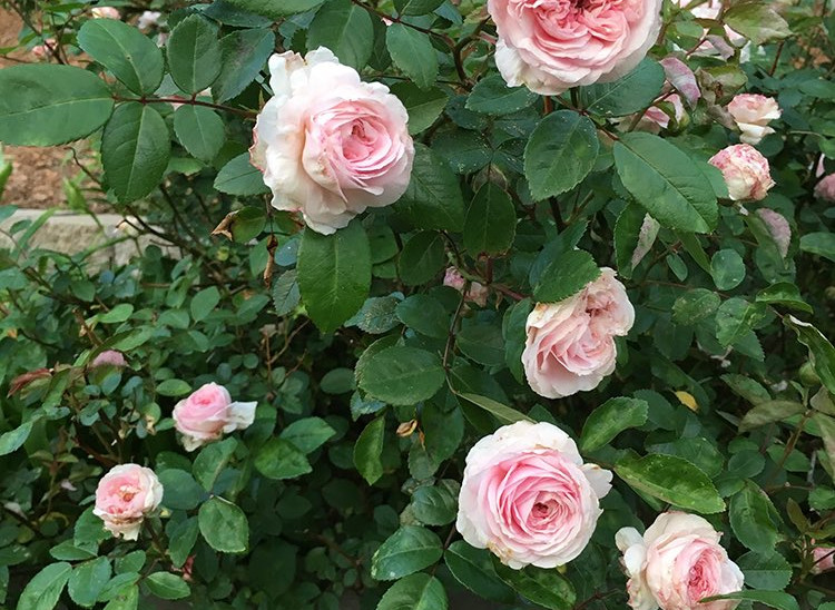 Red Clay Heals. 'Clotilde Soupert' roses