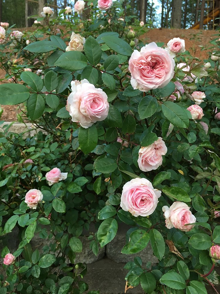 Red Clay Heals. 'Clotilde Soupert' roses