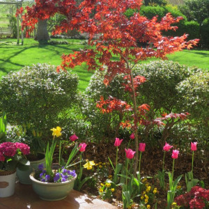 The garden is full of brightly-colored flowers