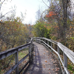 6. The boardwalk weaves through the wooded area over the wetlands of the Village Green for an adventure in nature. Young and old enjoy this stroll. Sara Gaines, photographer.