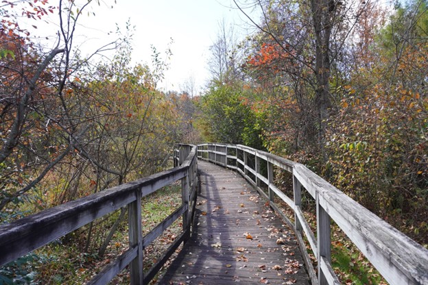 6. The boardwalk weaves through the wooded area over the wetlands of the Village Green for an adventure in nature. Young and old enjoy this stroll. Sara Gaines, photographer.