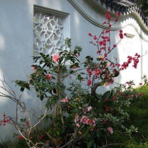 Camellias at the Huntington Botanical Gardens