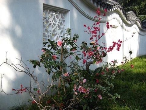 Camellias at the Huntington Botanical Gardens