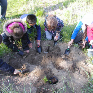 Students planting