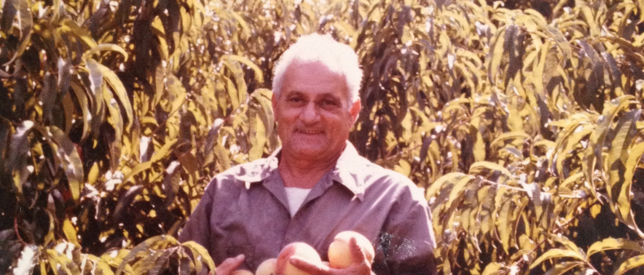 Francesco Pietanza, my father picking his peaches.