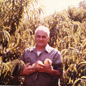 Francesco Pietanza, my father picking his peaches.