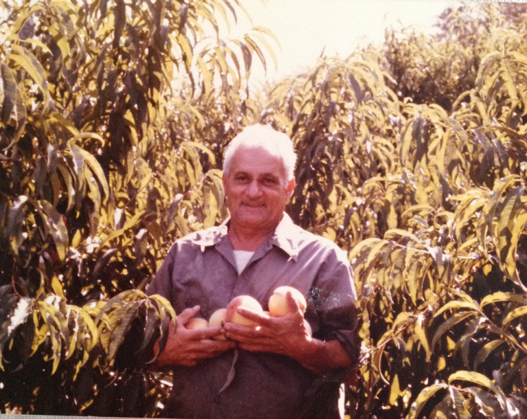 Francesco Pietanza, my father picking his peaches.