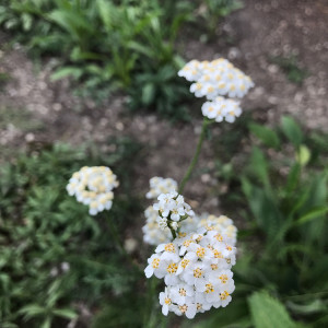 A Tower Grove Butterfly Garden