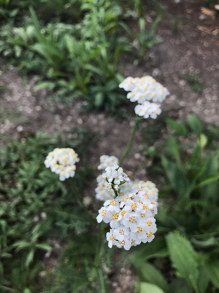 A Tower Grove Butterfly Garden