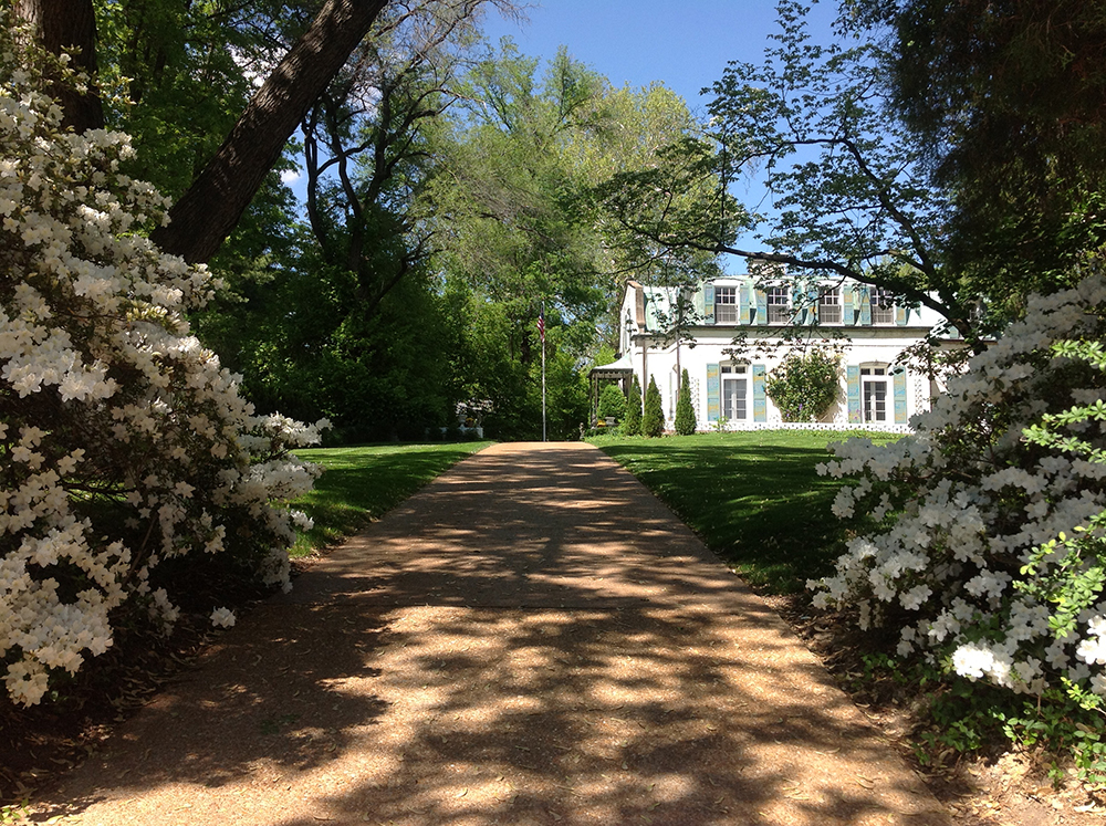 Mature azalea bushes flank the curb cut and driveway entrance and enhance the landscape screen between the road and the lawn.