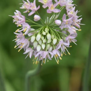 Our Native Plant Pollinator Garden