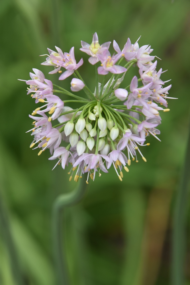 Our Native Plant Pollinator Garden