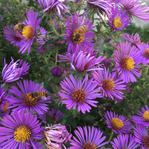 Flowers attract bees to the garden.