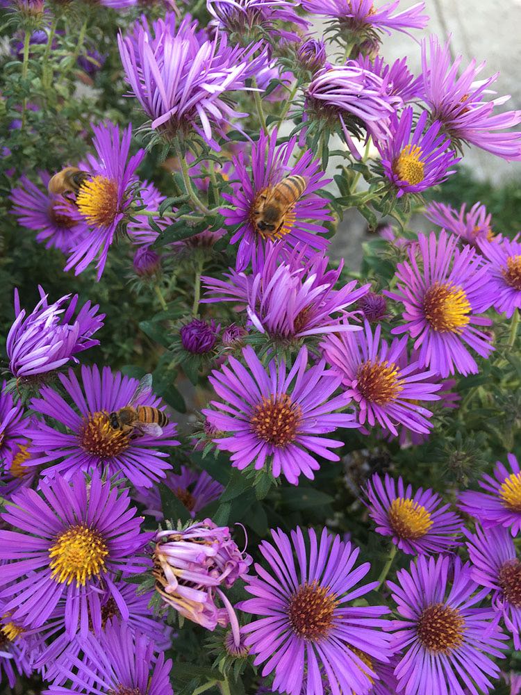 Flowers attract bees to the garden.