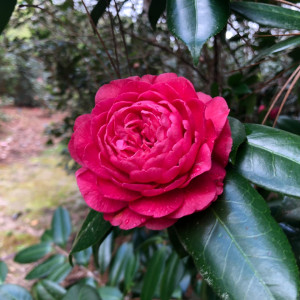 One of the beautiful camellias in the Koskau Sawada Winter Garden at Mobile Botanical Gardens