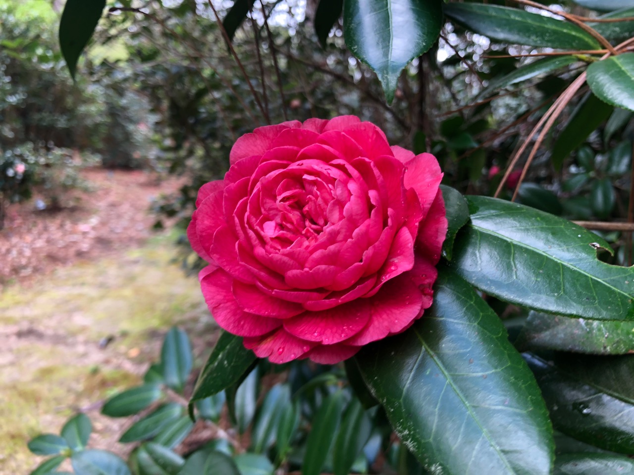 One of the beautiful camellias in the Koskau Sawada Winter Garden at Mobile Botanical Gardens