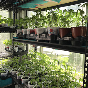 Garden Work to the Rescue. Tomato plants in containers ready for planting.