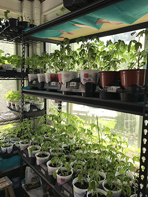 Garden Work to the Rescue. Tomato plants in containers ready for planting.