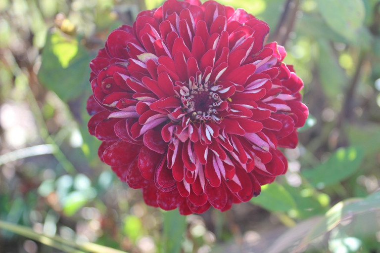 A flower on the Greenhouse 17 farm