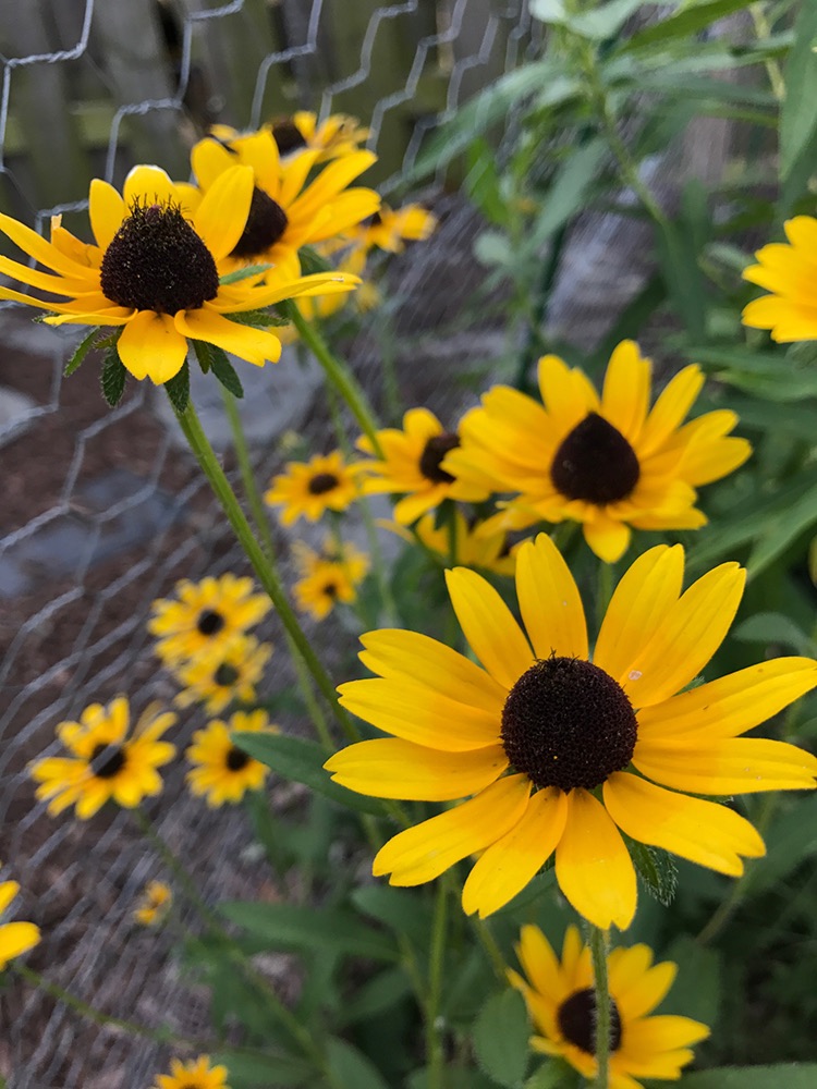 Milkweed attracts butterflies to the garden