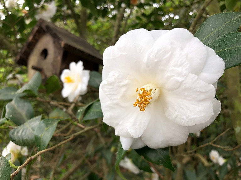 Camellia japonica ‘Snowdrift’ at Bellingrath Gardens & Home