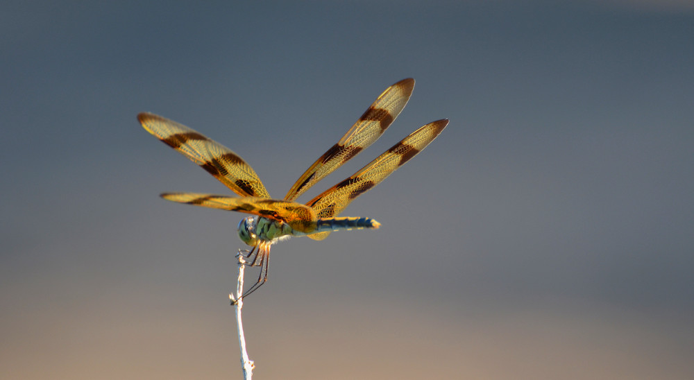 A dragonfly visitor in the garden