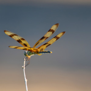 A dragonfly visitor in the garden