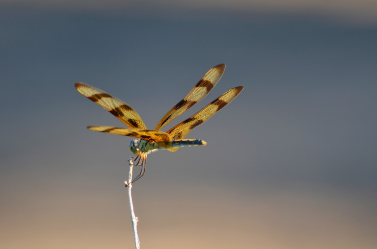 A dragonfly visitor in the garden