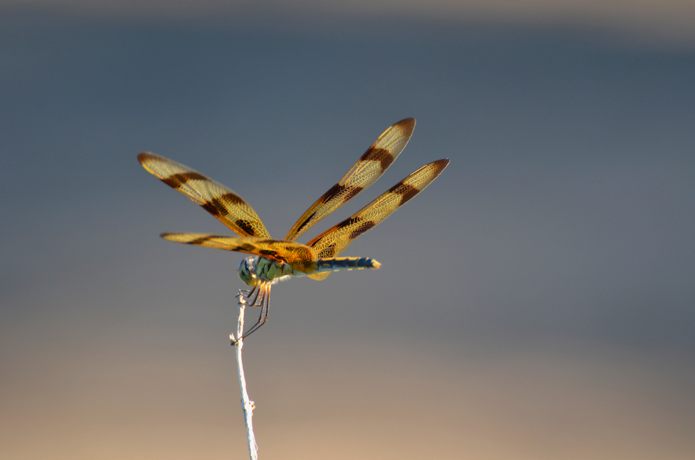 A dragonfly visitor in the garden