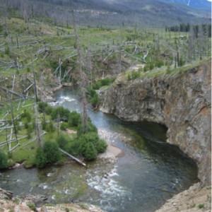 Wildflowers in the Absaroka Range