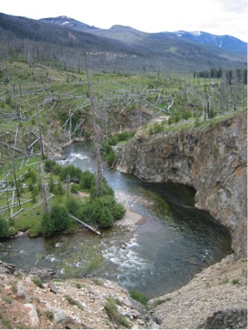 Wildflowers in the Absaroka Range