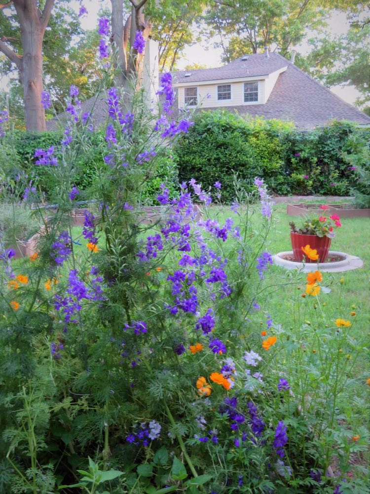 Flowers attract many pollinators.