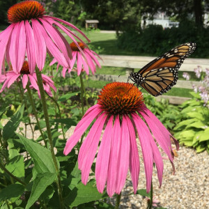 Habitat for Pollinators Garden is maintained by the Millbrook Garden Club at the Sharon Audubon Center.