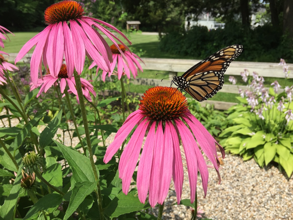 Habitat for Pollinators Garden is maintained by the Millbrook Garden Club at the Sharon Audubon Center.