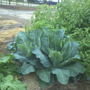 Garden plot