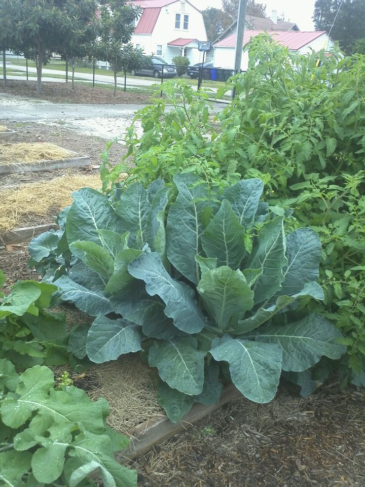 Garden plot