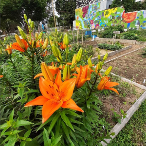 2021 photo of lilies with other vegetables in the background at the Brewerytown Garden Story