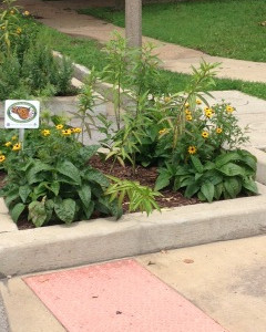 Butterfly garden in bloom at the Maple Avenue Monarch Butterfly Garden.