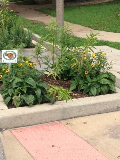 Butterfly garden in bloom at the Maple Avenue Monarch Butterfly Garden.