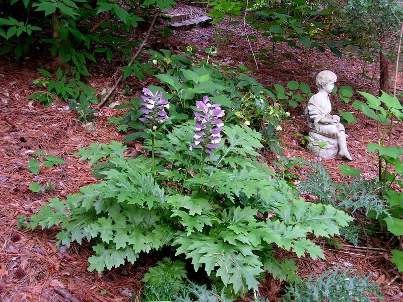 The pond garden, March 28, 2004. In the background, there is a weeping cherry tree  in full bloom; in the foreground, the branches of a dogwood appear, just beginning to leaf out.  Later in the season, the wooden benches will hold bonsai trees that overwinter in a small greenhouse.